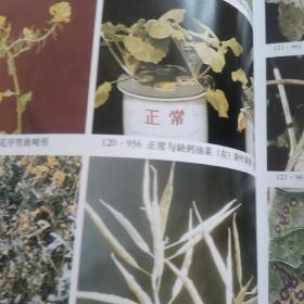 中国粮食作物经济作物药用植物病虫原色图鉴(下册)