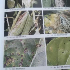 中国粮食作物经济作物药用植物病虫原色图鉴(下册)