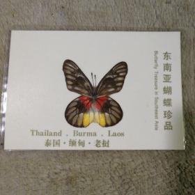 东南亚蝴蝶珍品