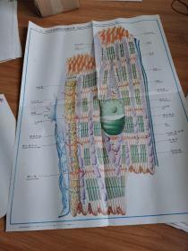 挂画——心肌纤维超微结构模式图