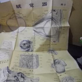 感觉器图9