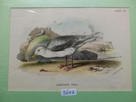 【百元包邮】《鸟类·北极鸥》（GLAUCOUS GULL）彩色石版画 1890年 带卡纸装裱 （PM00782）