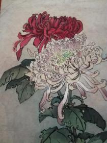 手绘彩色工笔菊花图:傲霜