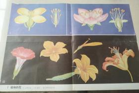 教学挂图7--植物的花