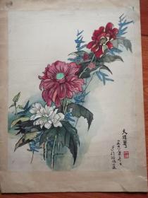 手绘彩色工笔菊花图::大理(菊)花  见图