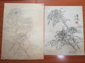 手绘工笔白描菊花图:菊花(2张合售)见图