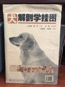 犬解剖学挂图