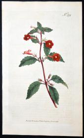 1797年稀有欧洲铜版画挂画装饰柯蒂斯植物374号-Cyrilla Pulchella-手绘图谱