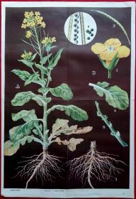 植物器官和植物体，义务教育三(四)年制初中生物学教学挂图      (货号挂图5)