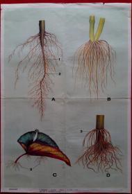 根的组成和根系、义务教育三(四)年制初中生物学教学挂图      (货号挂图5)