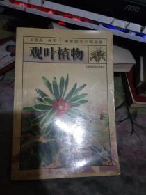 观叶植物