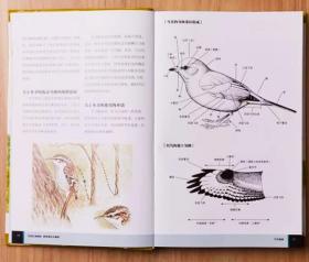 【正版保证】鸟类行为图鉴 国家地理 观鸟爱好者进阶宝典