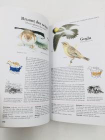 oiseaux quebec et amerique du nord 法语