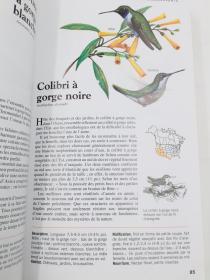 oiseaux quebec et amerique du nord 法语