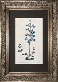 1804年精美欧洲铜版画-柯蒂斯植物808号-鼠尾草，稀有图谱