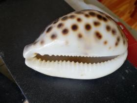海螺壳之一（黑褐点花）