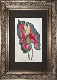 1804年精美欧洲铜版画-柯蒂斯植物820号-红水芋，稀有图谱