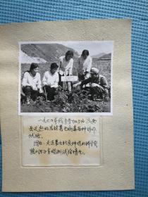 相片 1974年 火连寨公社良种场的科学实验小组正在观测试验情况