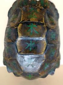 清代龟壳龟甲挂件摆件写五行八卦二十四节气东南西北寓意健康长寿