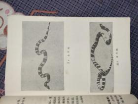 毒蛇咬伤的防治 广州部队蛇伤防治研究小组编写 1975年一版一印