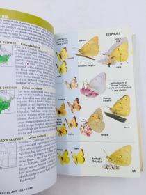 Kaufman Field Guide to Butterflies of North America