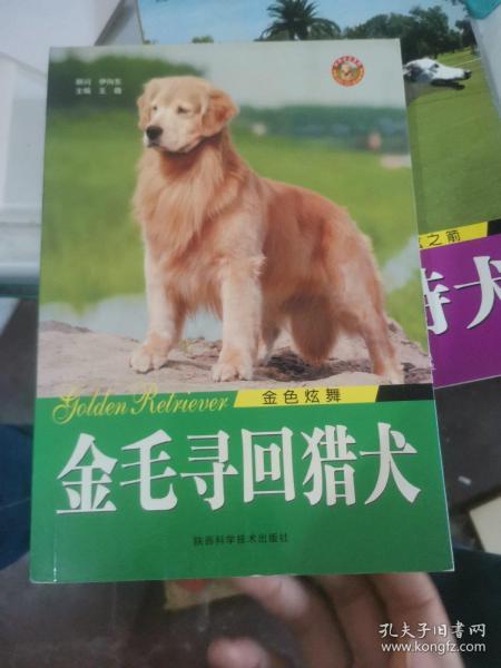 金色炫舞：金毛寻回猎犬