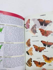 Kaufman Field Guide to Butterflies of North America