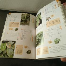 观叶观果植物1000种经典图鉴