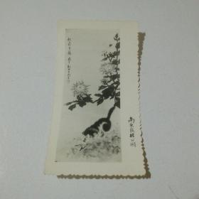 七十年代黑白照片：秋菊争艳