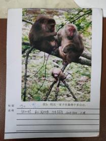 老照片彩色：动物照片---瞧这一家子在森林中多自由   20.2*15    范崇智 拍摄    猴     彩色照片     共1张合售      彩色照片箱001