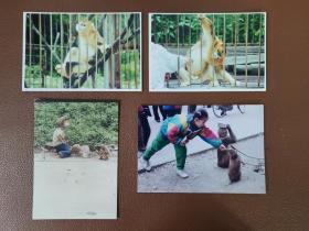 老照片彩色：动物照片---金丝猴  猕猴的照片      彩色照片     共4张合售      彩色照片箱001