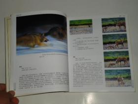 黑镜头 动物的故事