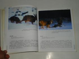 黑镜头 动物的故事