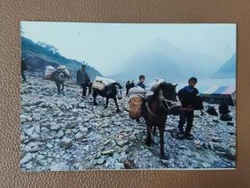 老照片彩色：动物照片---峡江两岸处可见的马帮队   12.7*8.7    郑坤 拍摄         彩色照片     共1张合售      彩色照片箱001
