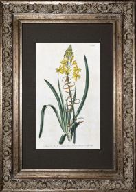 1804年精美欧洲铜版画-柯蒂斯植物816号-鸡尾兰，稀有图谱