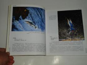 黑镜头 动物的故事