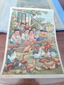 年画 宣传画 《社里的鹅比去年多了》 章育青1957年一版二印 95品