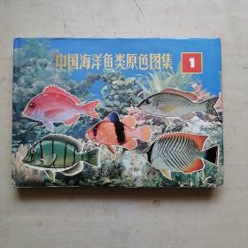 中国海洋鱼类原色图集(1)：Atlas of the sea fishes of China in live colour Volume 1