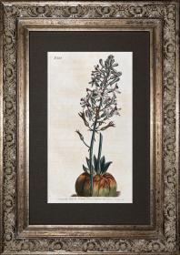 1804年精美欧洲铜版画-柯蒂斯植物822号-Drimia elata，稀有图谱