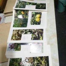 植物照片33张