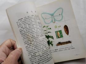 中国农作物病虫图谱(第七分册)桑树病虫(彩图.1978年1版北京1印