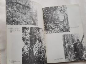 卧龙自然保护区大熊猫、金丝猴、牛羚生态生物学研究(前附图16页)1981年1版1印.大32开