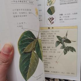 潮汕青草药彩色全书 第二册 2