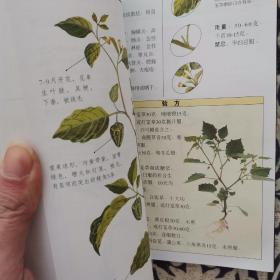 潮汕青草药彩色全书 第二册 2