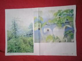 老摄影家王泽富拍摄的小学《自然》教学挂图：我国的珍稀植物–珙桐（此为对开挂图，宽77厘米，高53厘米；共载两幅图片：左为珙桐植株，右为珙桐的花枝）