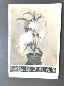 1950年昙花献瑞