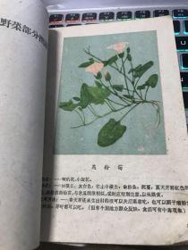 常见野菜图谱            b11