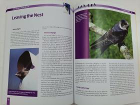 The Stokes Purple Martin Book