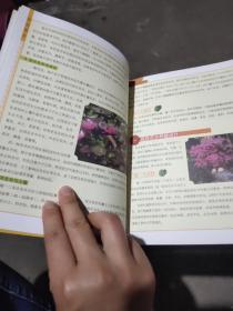 时尚家居观赏植物系列：春色满园庭院花卉