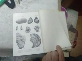 华南区标准化石手册，中国区域标准化石手册